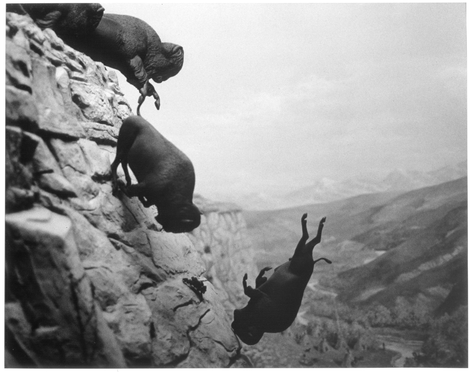 David Wojnarowicz
Untitled (Buffalos), 1988-89
signed and numbered on front
gelatin silver print
40 1/2 x 48 ins.
102.9 x 121.9 cm