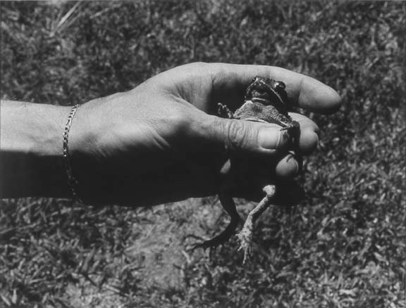 David Wojnarowicz
Untitled (hand and toad), 1988-89
dated, titled, signed on verso
silver print
16 x 20 in.
40.64 x 50.8 cm